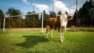 Takie rzeczy tylko w Polsce. Dziwne, śmieszne i kompletnie odklejone nazwy klubów sportowych